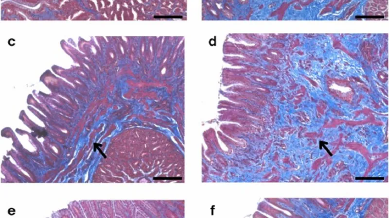 Ptačí tkáně poškozené plasty