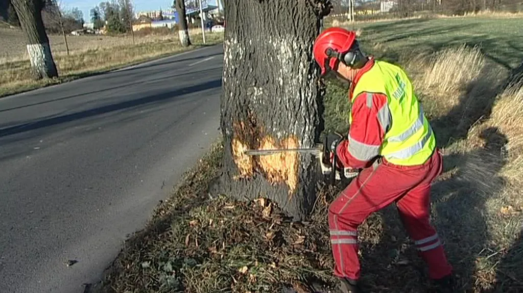 Kácení stromů u silnic