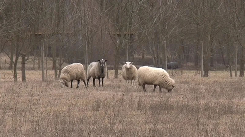 Z šestnácti ovcí zůstaly jen čtyři