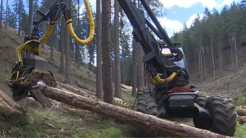 Oblíbenou Ostaš devastuje kůrovec, musí se kácet