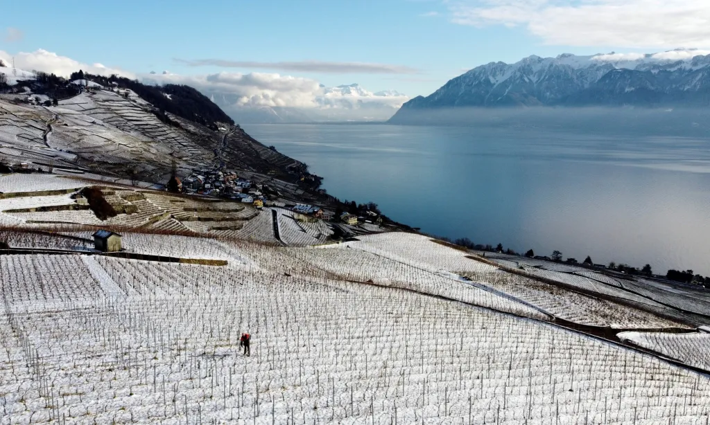 Víno nikdy nespí. Muž pečuje o zasněžené vinice Lavaux, s výhledem na jezero Leman, které se nacházejí ve švýcarském Riexu. Ty jsou zapsané na seznamu UNESCO