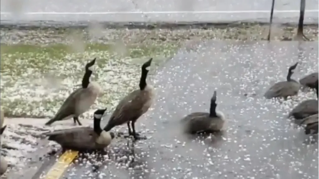 Jak reagují bernešky na kroupy