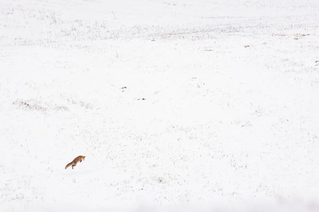 První místo v kategorii Junior / starší žáci: Adam Kőszegi (14 let) s fotografií Na lovu