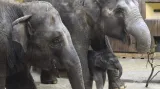 Ostravští sloni