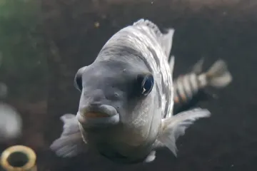 Kančíci jsou po odloučení od svého partnera pesimističtí, zjistili vědci