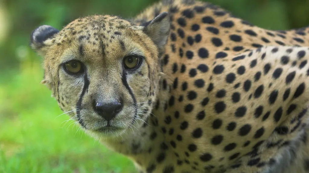 Gepard