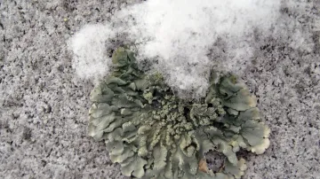 Lišejník Xanthoparmelia scabrosa