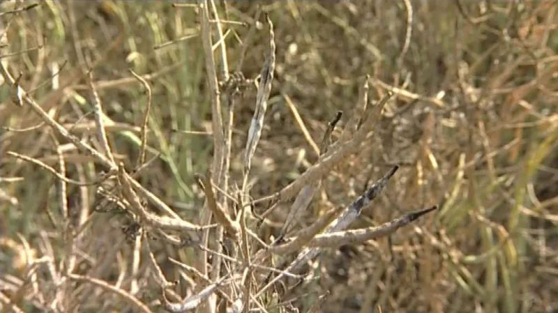 Sucho připravilo zemědělce o miliony