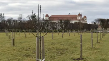 V zámeckém parku v Holešově na Kroměřížsku skončila obnova historického ovocného sadu. Součástí veřejně přístupného sadu je i nový dřevěný altán