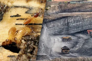 Donald Trump sní o „čistém uhlí“. Zatím neexistuje, ale k jeho vzniku mohou pomoci termiti