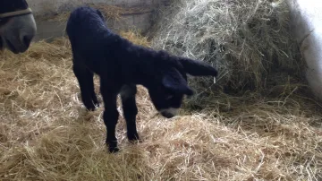 Ve vyškovském zooparku se narodilo mládě osla poitouského
