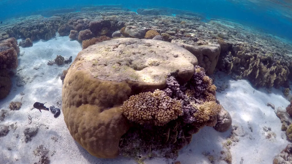 Oteplování oceánů a zvyšování jejich kyselosti ohrožuje korálové útesy