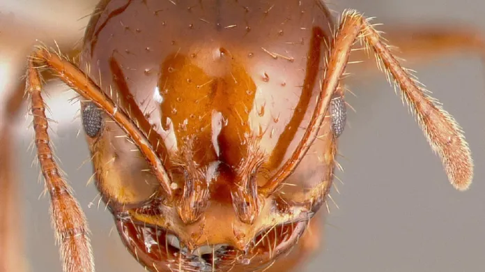 Hlava mravence Solenopsis invicta
