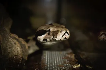 Hroznýše, který se v září plazil centrem Prahy, adoptoval dobrovolník