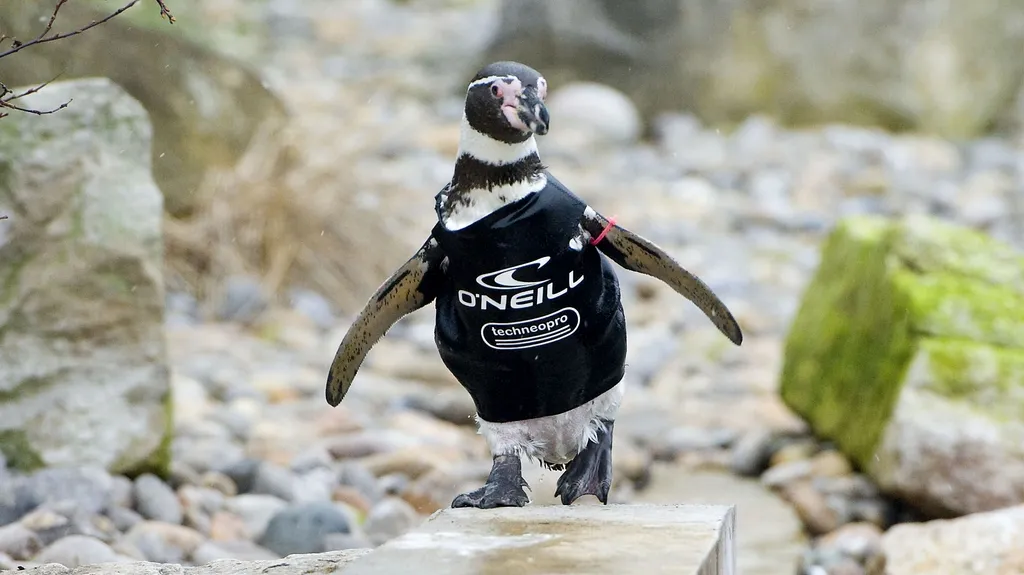 Ralph v novém obleku