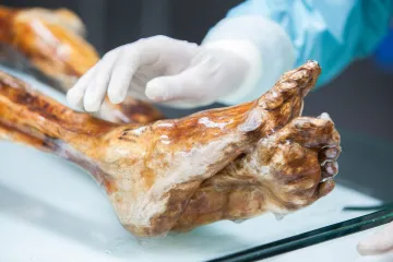 Ötziho mumie obsahuje stále živé mikroorganismy