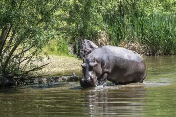 Zoo ve Dvoře Králové otevřela novou expozici hrochů. Největší české stádo tvoří šest zvířat
