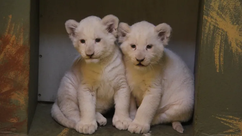 Bílá lvíčata v hodonínské zoo