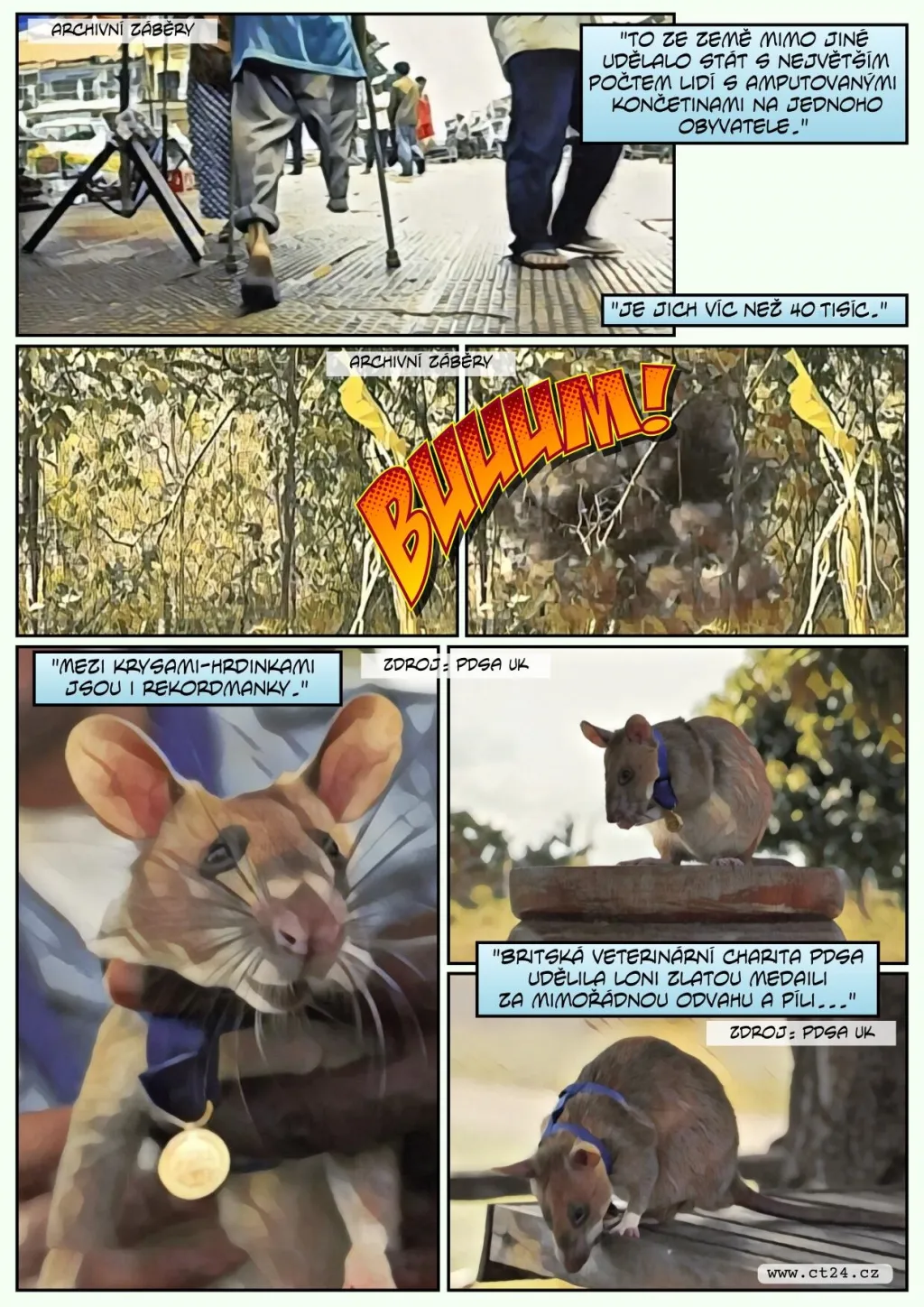 Cvičené krysy pomáhají odhalovat miny