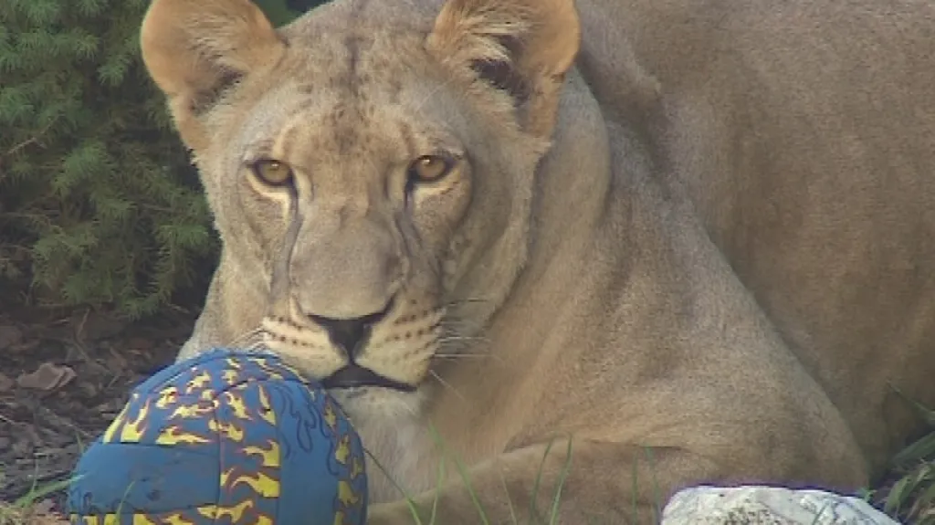 Lvice už se po Bzenci neprojde, zakazuje to vyhláška