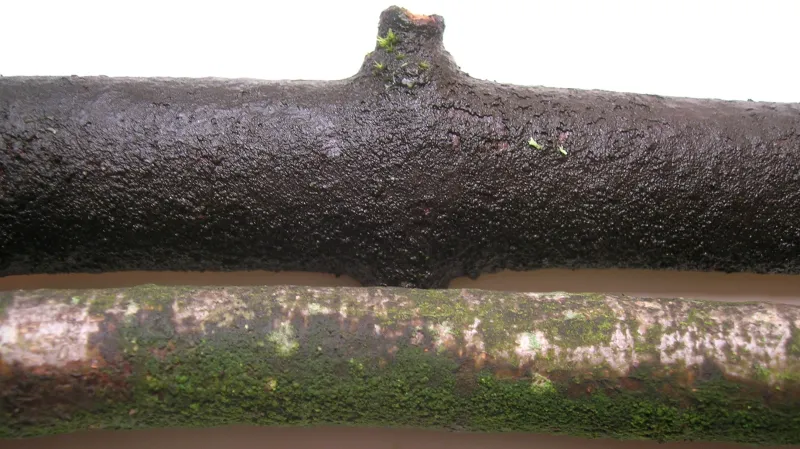 Větev pokrytá plísní Baudoinia compniacensis