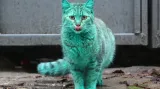 Zelená kočka v bulharské Varně