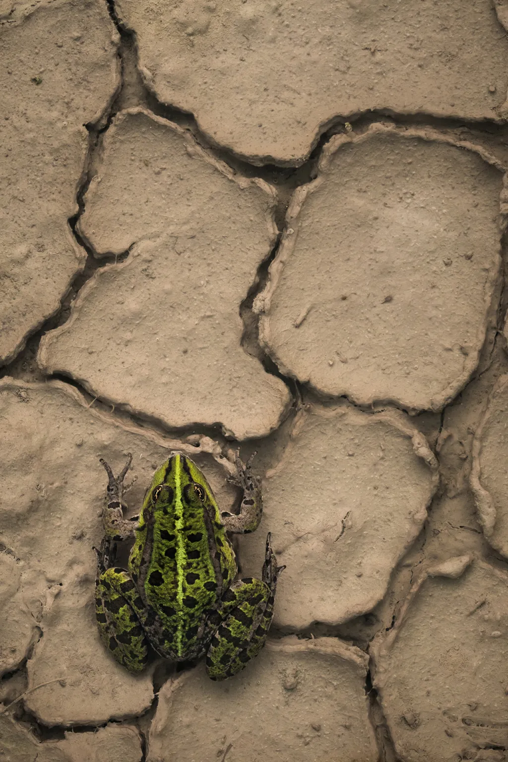 Nominace v kategorii Cena za nejlepší fotografii české přírody. Skokan skřehotavý – Nápad nafotit vzácného skokana skřehotavého „trošku jinak“ jsem dostal na podzim při vycházce v jejich útočišti – vyschlá kaluž s popraskanou vrstvou půdy zaplavená několika centimetry čisté vody. Skokani se tam kvůli teplejší vodě „chodili“ vyhřívat z nedalekých hlubších tůní. Problém byl s jejich plachostí. Šanci jsem dostal až třetí den, kdy jeden jedinec zůstal na místě a umožnil mi pořídit snímek v tomto net