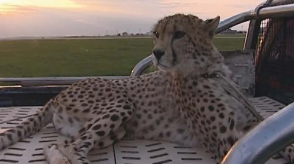 K hlídačům letiště patří i gepard