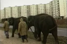 30 let zpět: Na procházce se slony