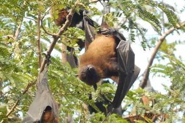 Spánek mají lidé i zvířata společný. Nejvíc času prospí netopýři nebo krajty