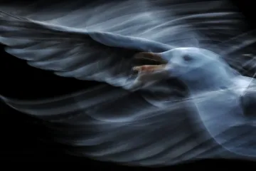 Czech Press Photo ukazuje přírodu a životní prostředí: námluvy lišek i lov bažantů