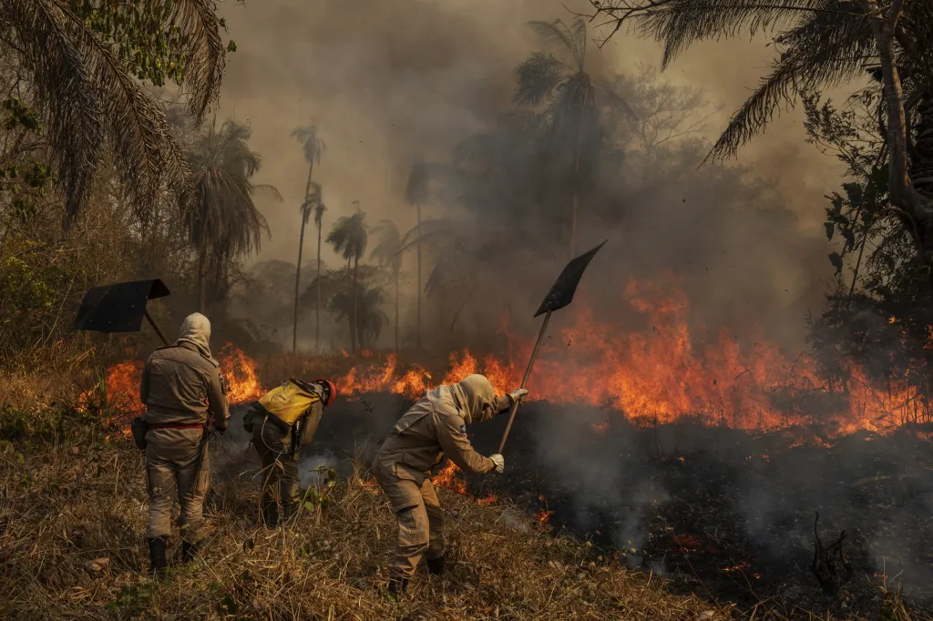 Nominace v sekci Životní prostředí: Lalo de Almeida se sérií snímků Pantanal Ablaze (Pantanal hoří). Téměř třetina brazilského Pantanalu, největšího tropického mokřadu na světě s rozlohou asi 160 tisíc kilometrů čtverečních, byla v průběhu roku 2020 zničena požáry