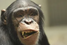 Biologové objevili neznámou šimpanzí kulturu. Liší se nástroji i jídelníčkem