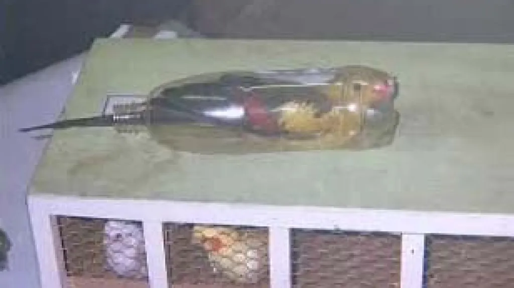 Pašovaný papoušek