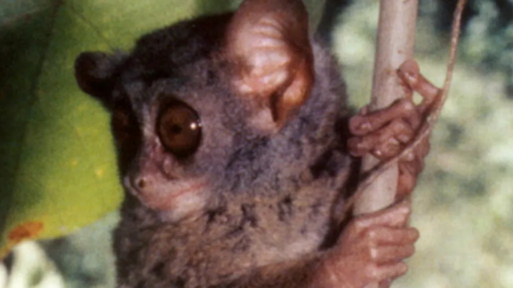Tarsius niemitzi