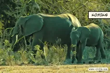 Botswana se potýká s velkým množstvím slonů. Okolní země se bojí, že se stáda přesunou k nim