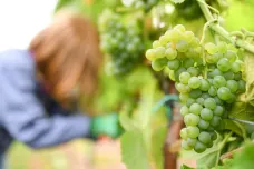 Rakouskou pýchu Grüner Veltliner, která zabírá třetinu tamních vinic, ohrožuje oteplování