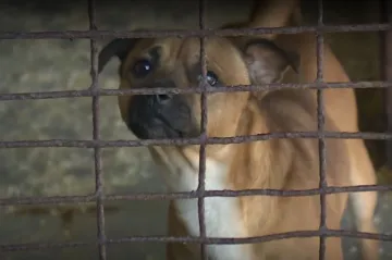 V Ústí přibývá opuštěných psů, někteří majitelé obcházejí poplatek za útulek