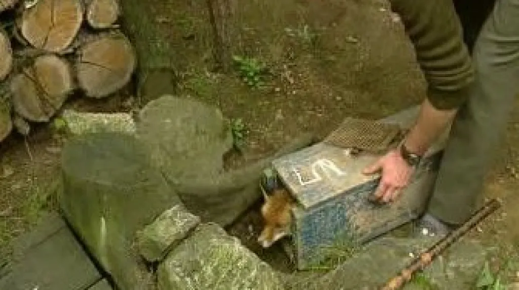 Norování
