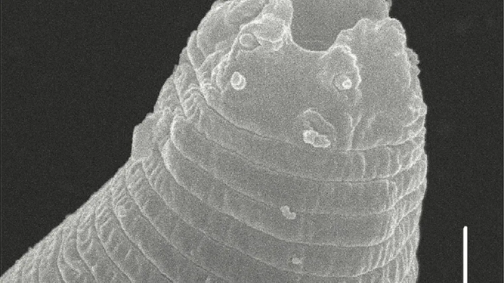 Ústní otvor sibiřského „červa“