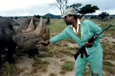 Počet upytlačených nosorožců v Jihoafrické republice klesl pod tisíc. Poprvé za pět let