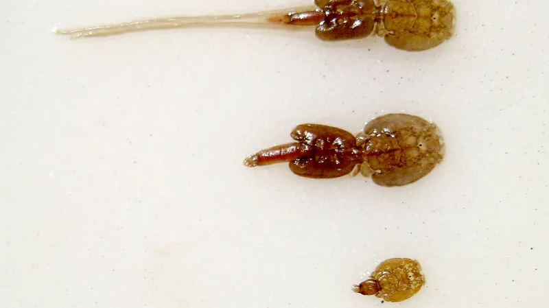 Mořská lososí veš