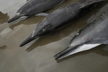 Za hromadná úmrtí delfínů možná může Alzheimerova choroba