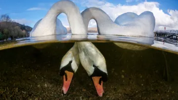 Vítěz kategorie Nejlepší britská podvodní fotografie roku 2018. Fotka labutí se jmenuje „Ptáci lásky“ a byla pořízená na skotském jezeře Loch Lomond. Porota na fotografii ocenila především symetrii.