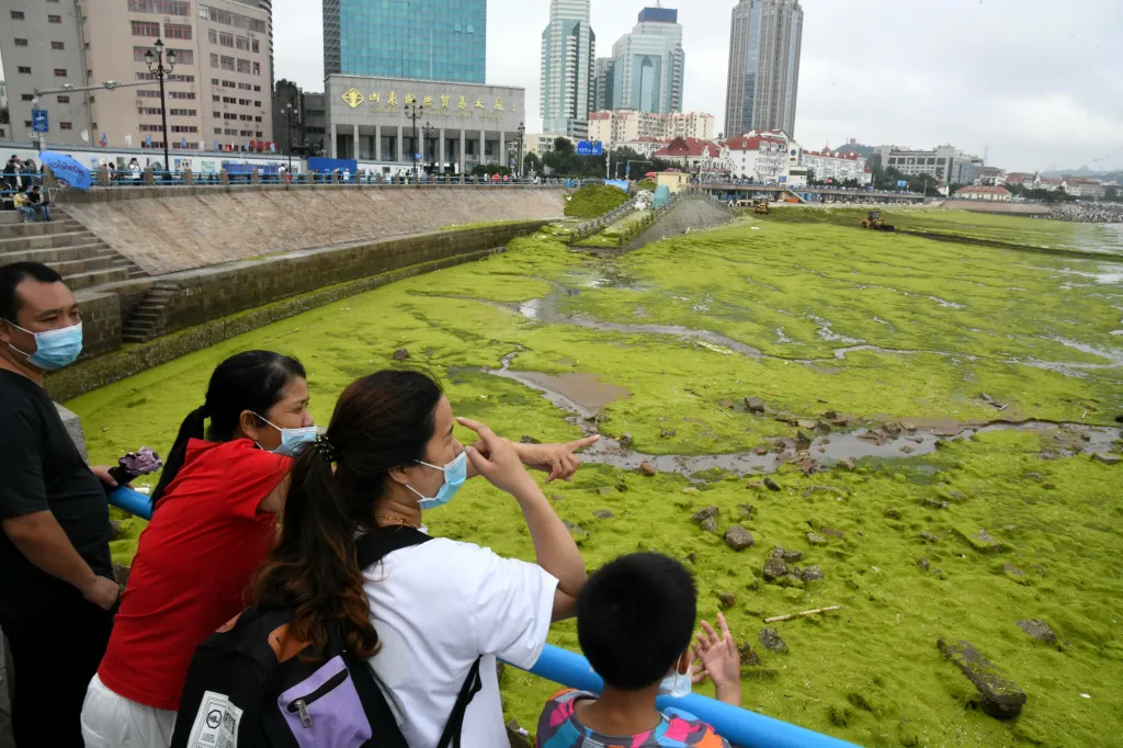 Turistický ruch na pobřeží čínskéko města Čching-tao komplikuje masa mořských řas, které ve velkém znečišťují místní pláže. Na její odstranění musejí používat úřady těžkou techniku