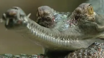Krokodýl gaviál
