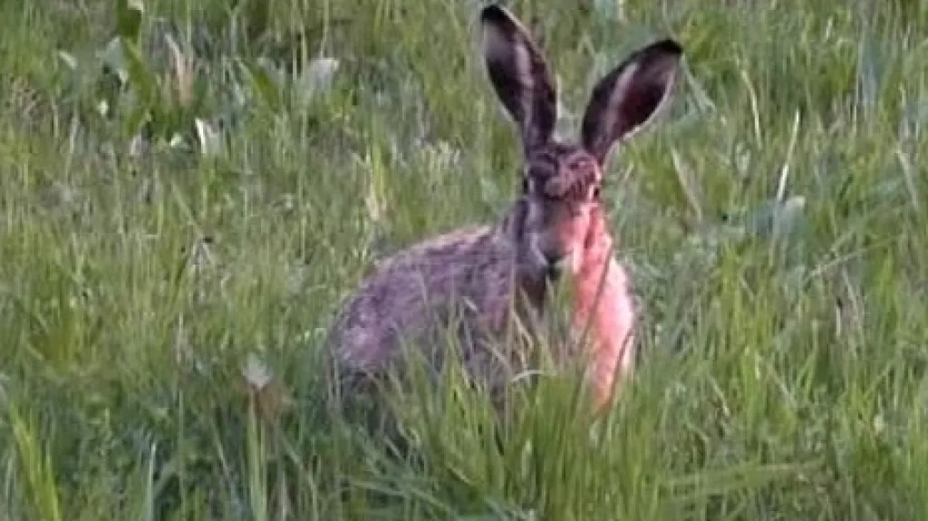 Zajíc