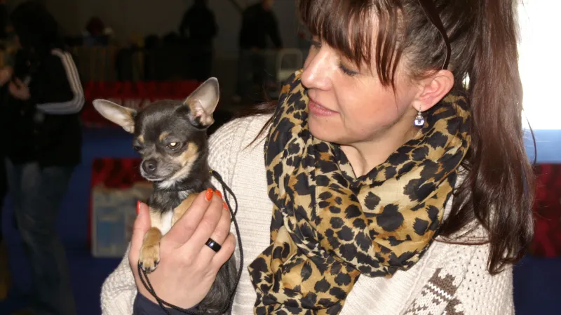 Z mezinárodní výstavy psů v Brně