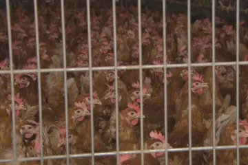 Zákazníci se odvracejí od vajec z klecových chovů. Drůbežáři tak mění prostory pro své slepice