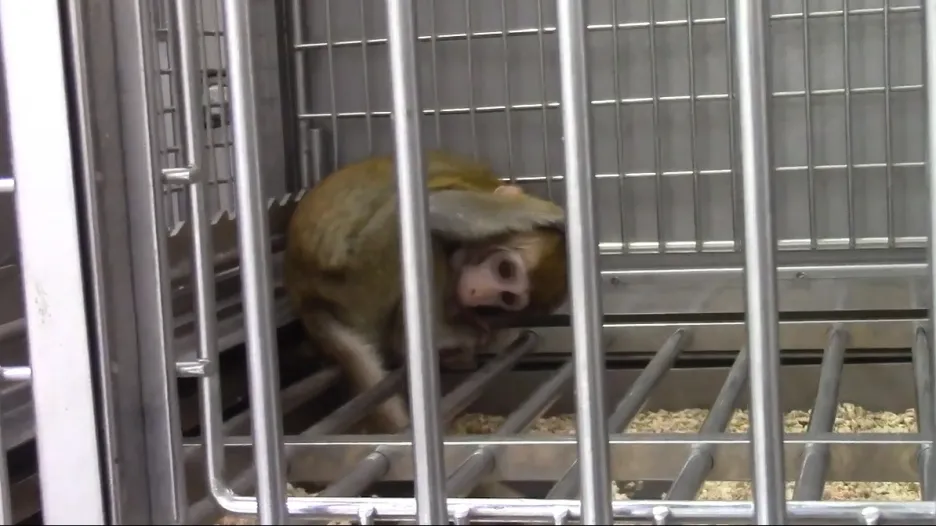 Naklonovaný makak s genetickým postižením